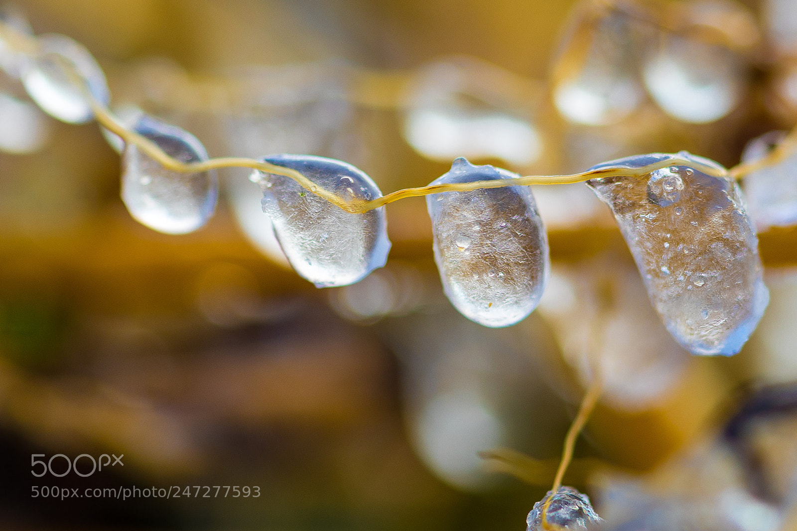 Sony a7 II sample photo. Frozen drops photography
