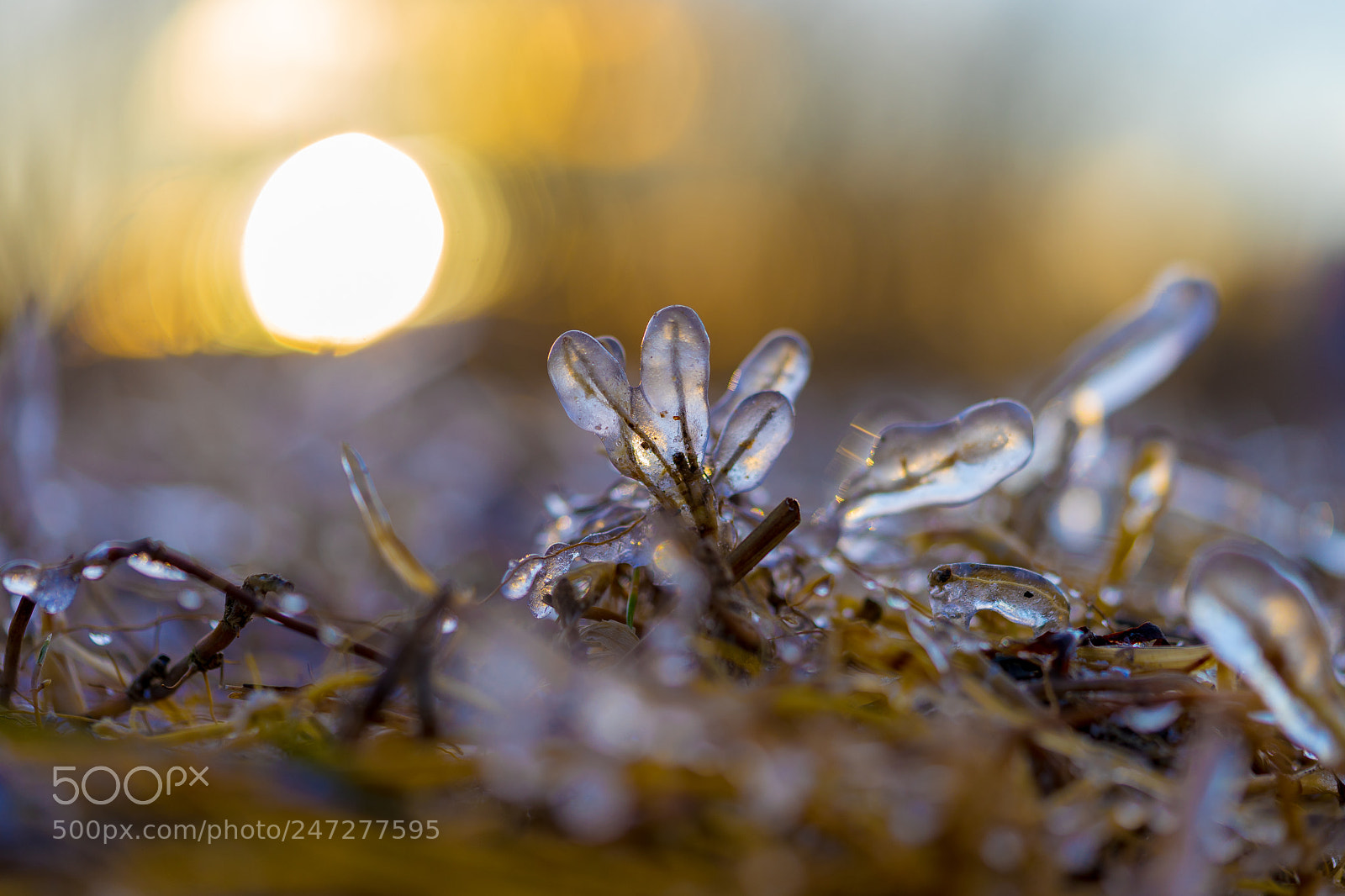Sony a7 II sample photo. Icy sun photography