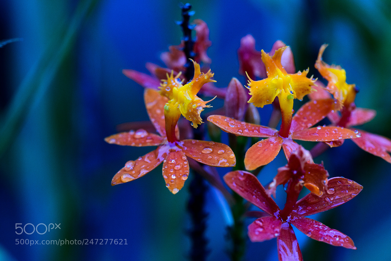 Nikon D800 sample photo. Rain color photography
