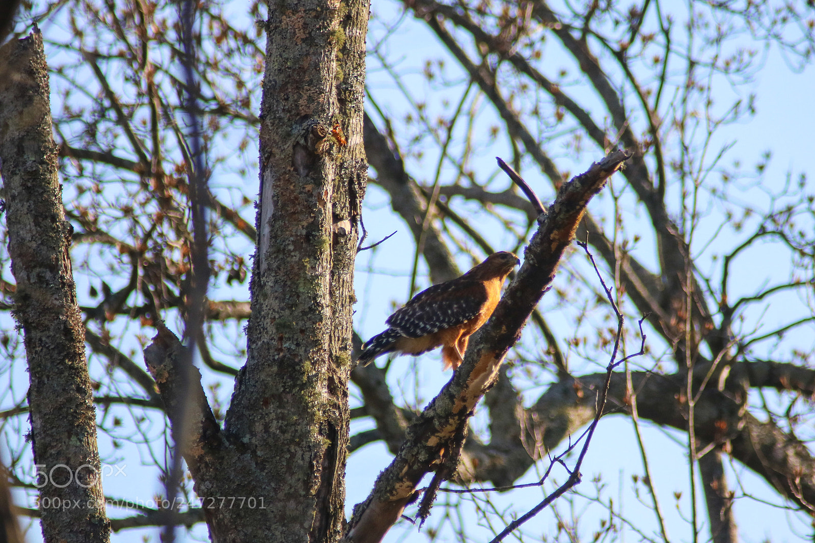 Canon EOS 760D (EOS Rebel T6s / EOS 8000D) sample photo. Watching photography