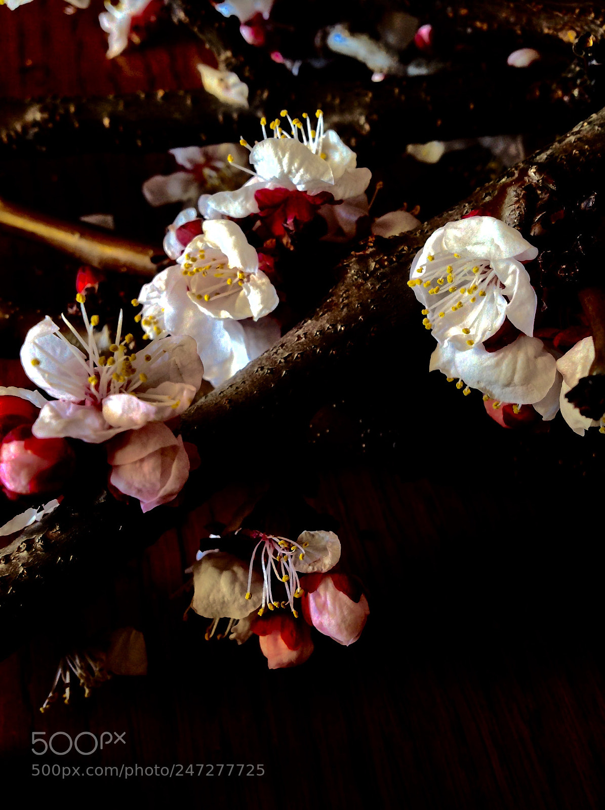 Apple iPad sample photo. Untitled photography