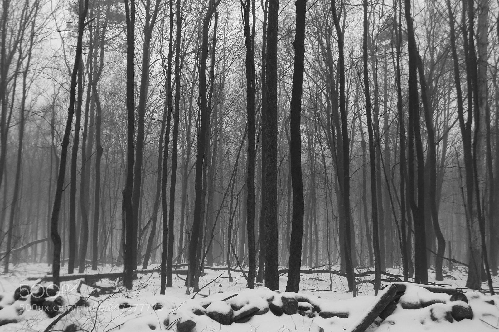 Canon EOS 750D (EOS Rebel T6i / EOS Kiss X8i) sample photo. Trees in fog photography