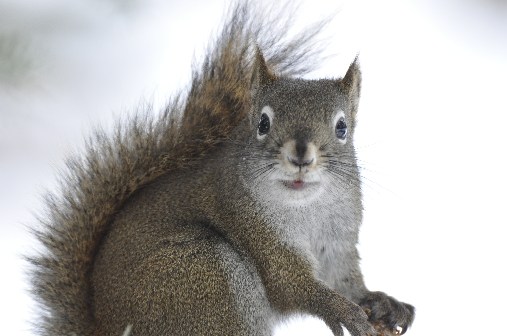 Nikon D90 sample photo. Squirrel photography