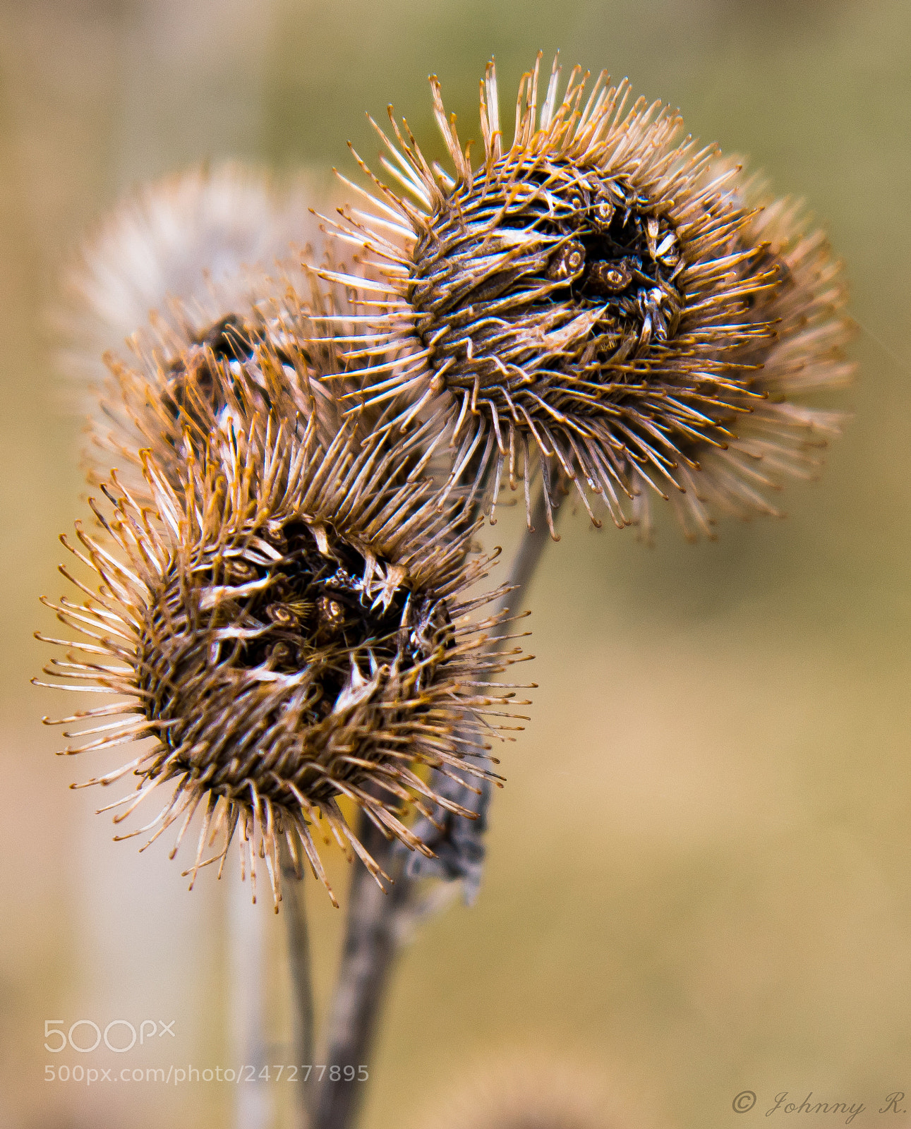 Nikon D5600 sample photo. Dried flower photography