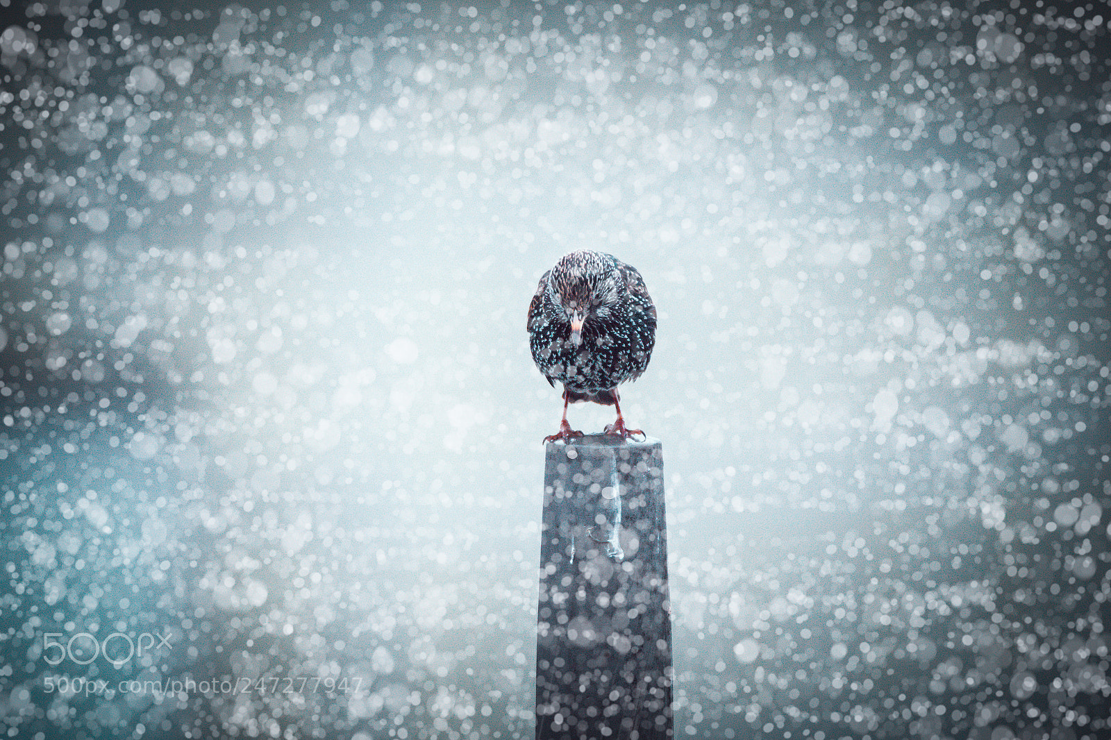 Canon EOS 7D Mark II sample photo. Winter photography