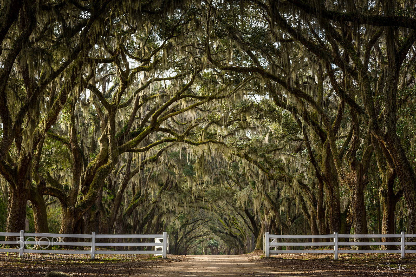 Sony a7 II sample photo. Wormsloe plantation photography