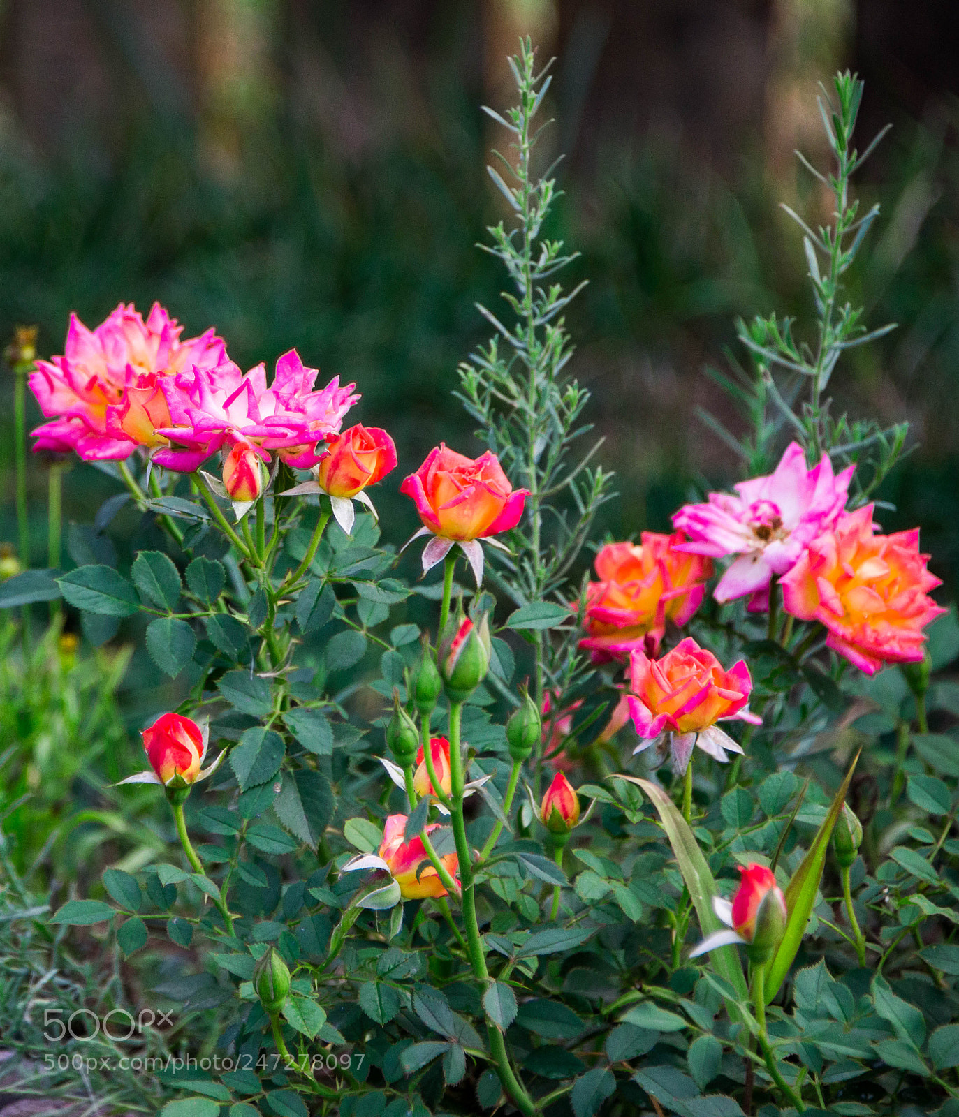Nikon D800 sample photo. Untitled photography