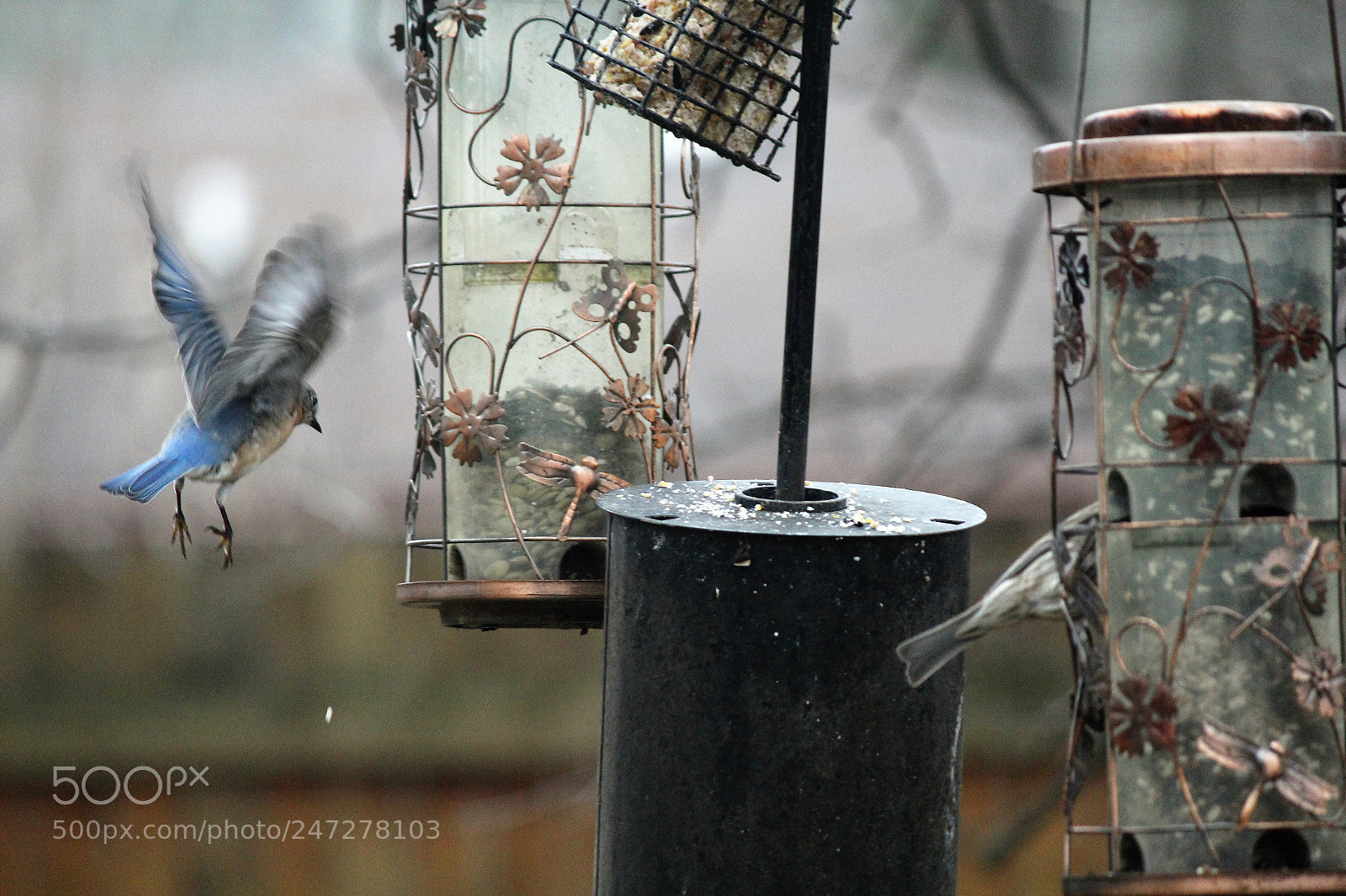 Canon EOS 600D (Rebel EOS T3i / EOS Kiss X5) sample photo. Lift off photography