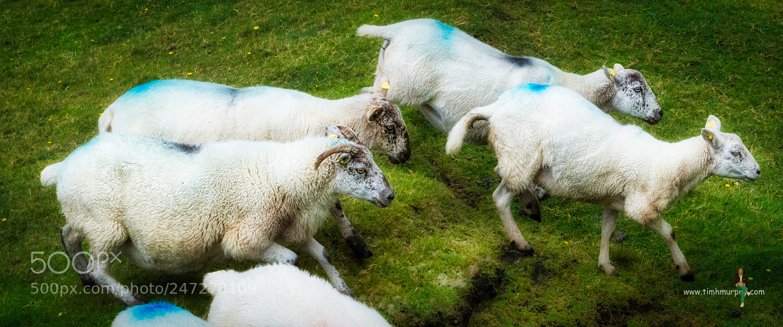 Nikon D7100 sample photo. Baa... photography