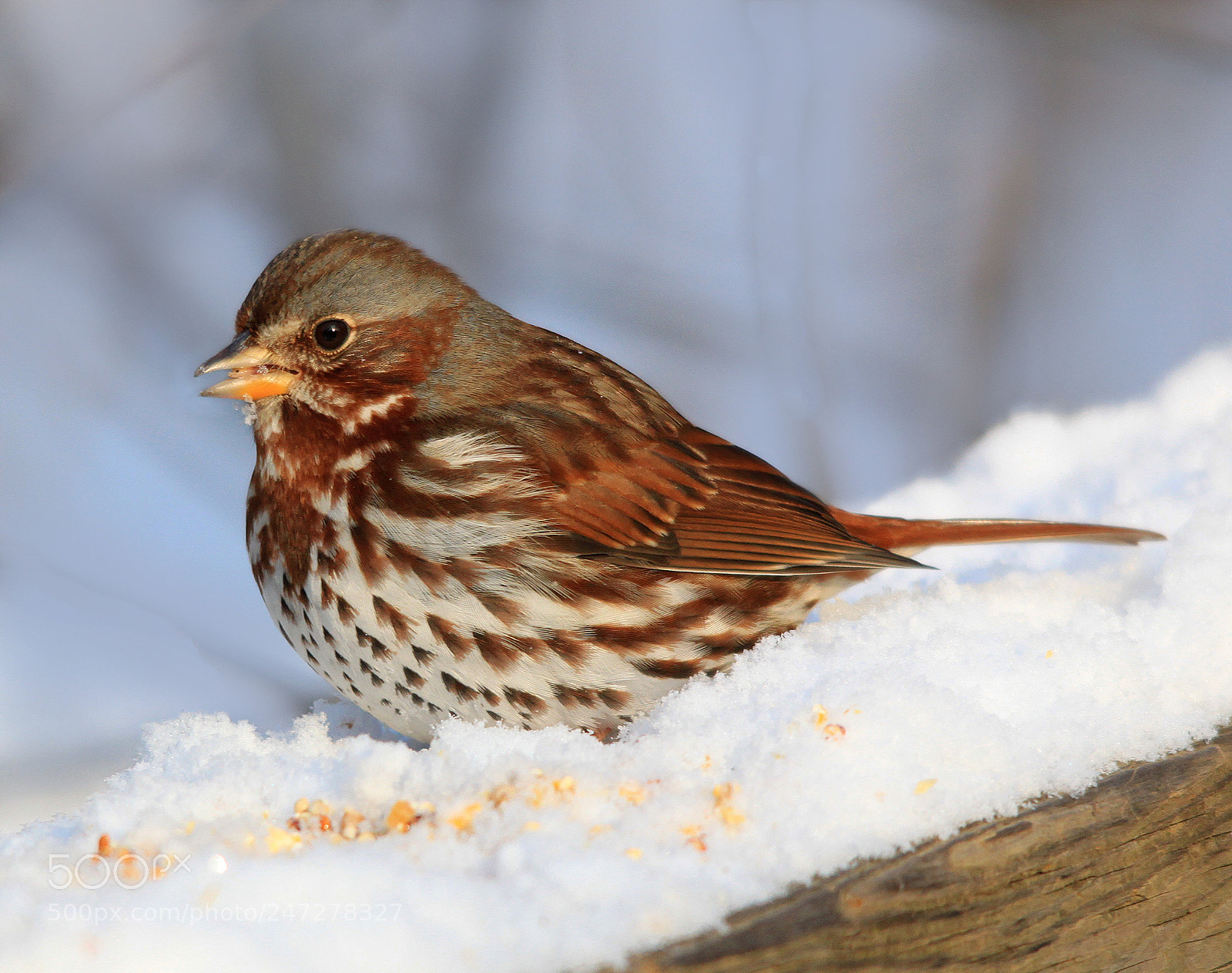 Canon EOS 500D (EOS Rebel T1i / EOS Kiss X3) sample photo. Fox sparrow photography