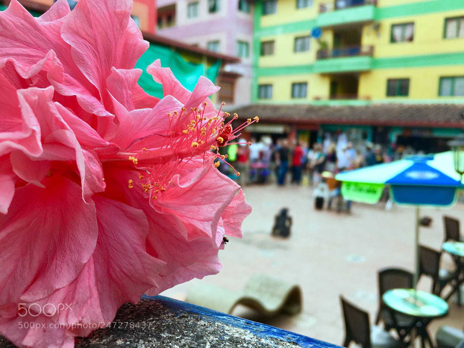 Apple iPhone 6s sample photo. Flowers like dresses photography