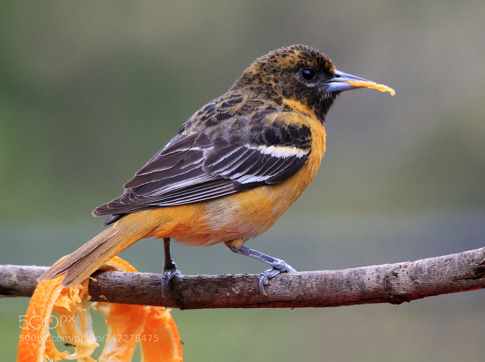 Canon EOS 500D (EOS Rebel T1i / EOS Kiss X3) sample photo. Female oriole photography