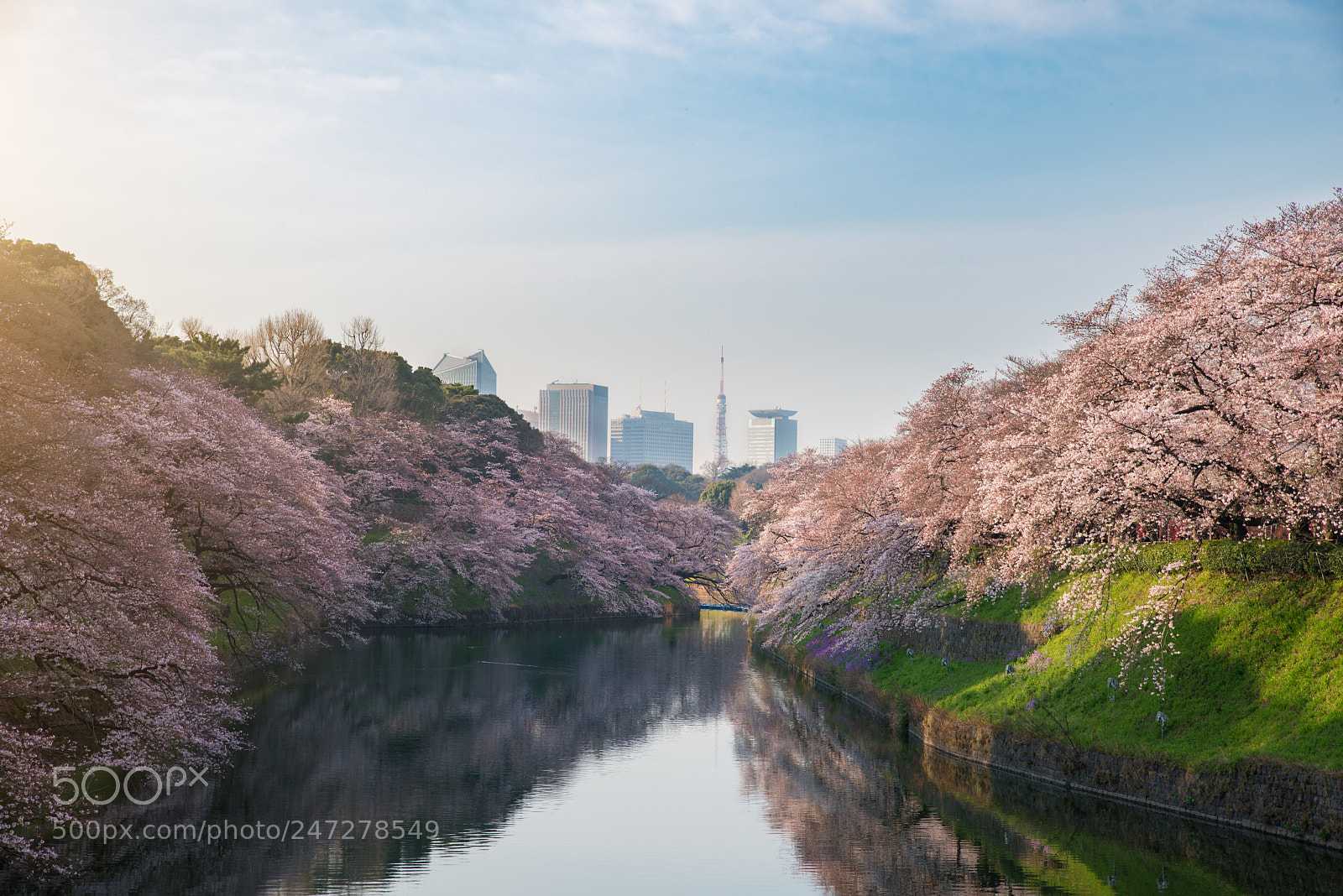 Nikon D800 sample photo. View of massive cherry photography