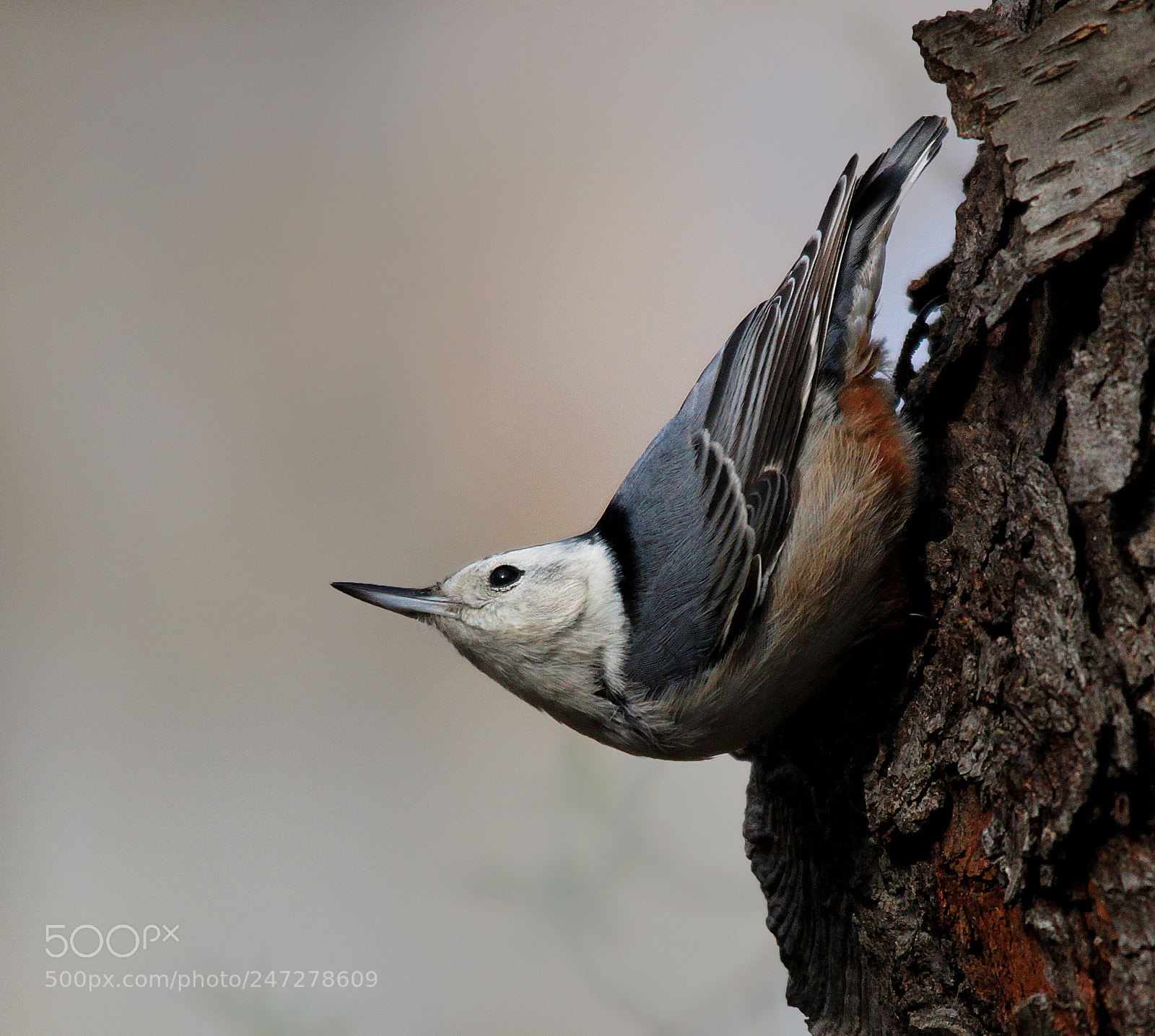 Canon EOS 500D (EOS Rebel T1i / EOS Kiss X3) sample photo. White breasted nuthatch photography