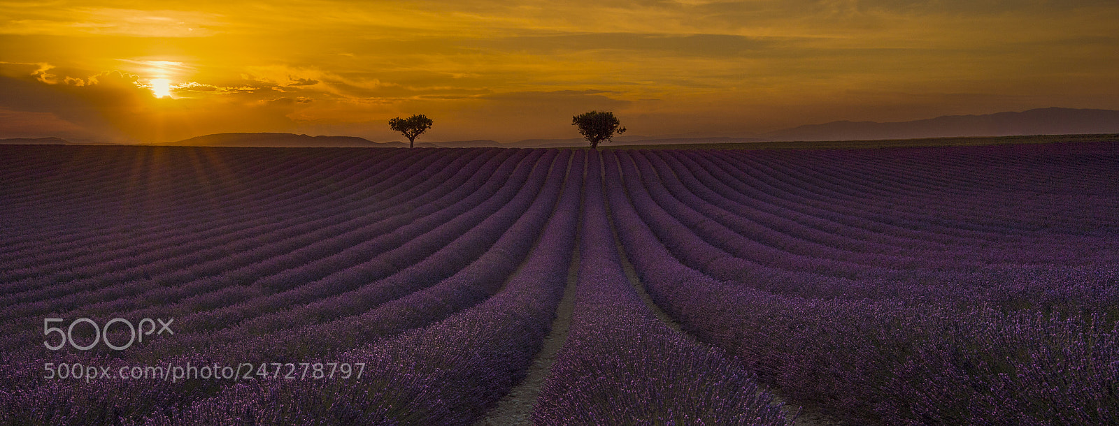 Nikon D4 sample photo. Valensole 2016 photography