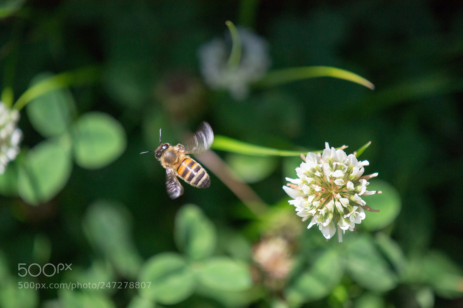Nikon D3100 sample photo. Running away photography