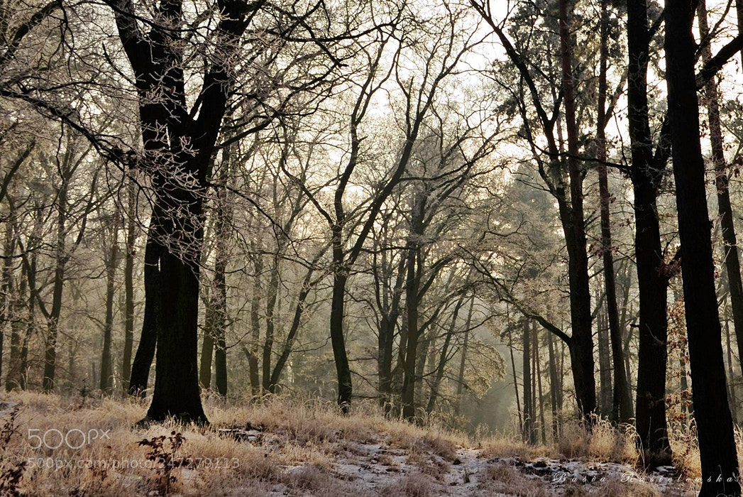 Nikon D5100 sample photo. Forest mood... photography