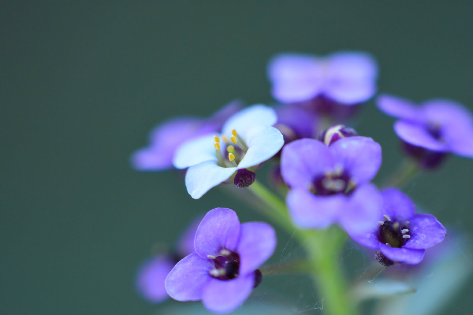Nikon AF-S DX Micro-Nikkor 85mm F3.5G ED VR sample photo. The white one photography
