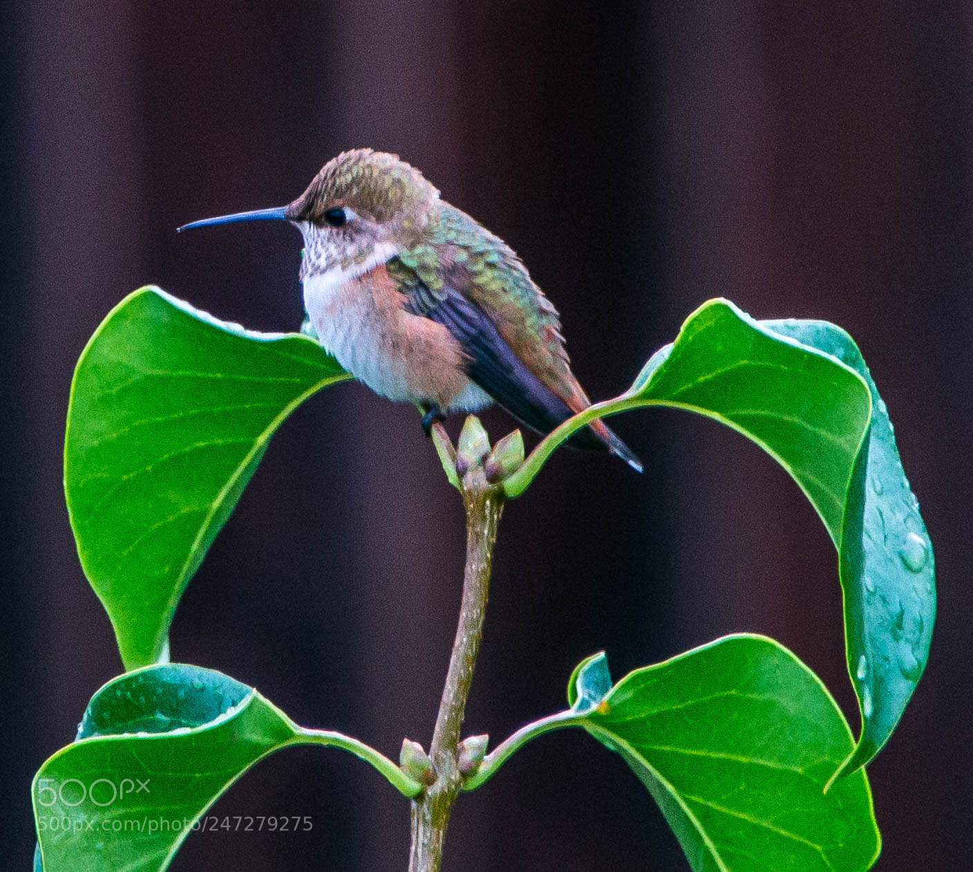 Nikon D800 sample photo. Quiet little hummingbird photography