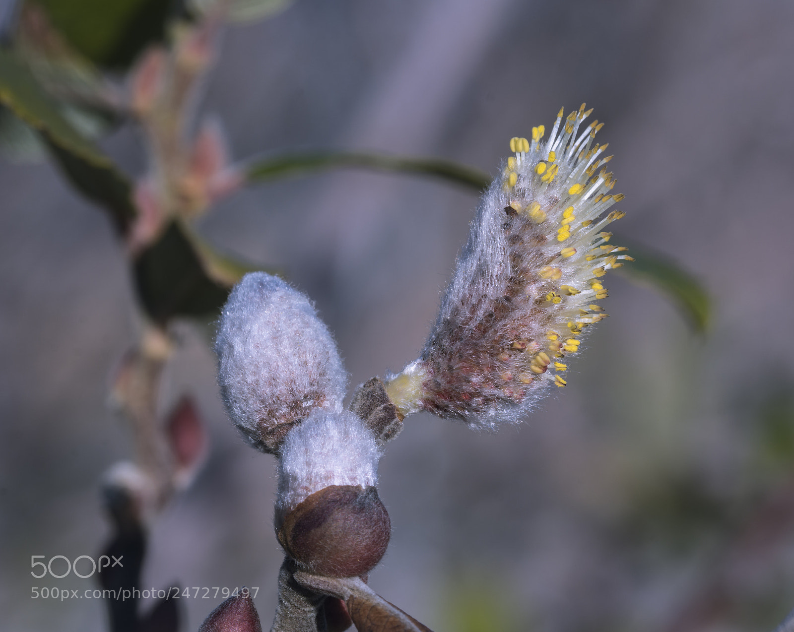Nikon D7100 sample photo. Flower photography