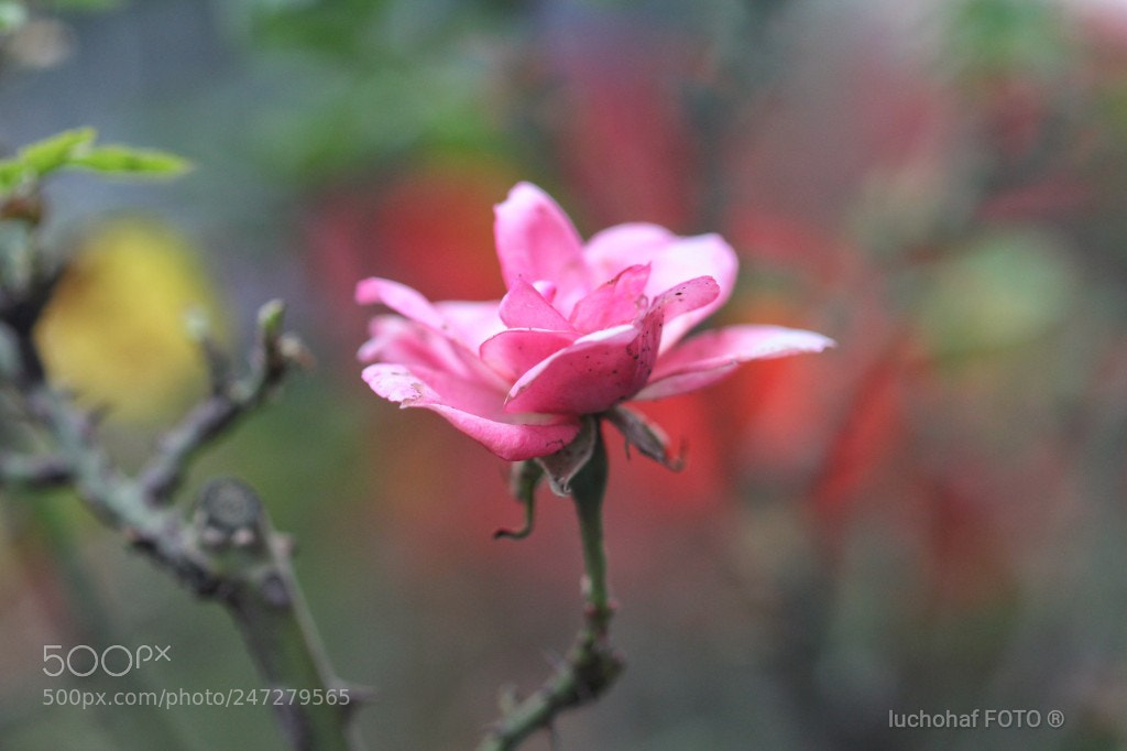 Canon EOS 60D sample photo. Flor photography