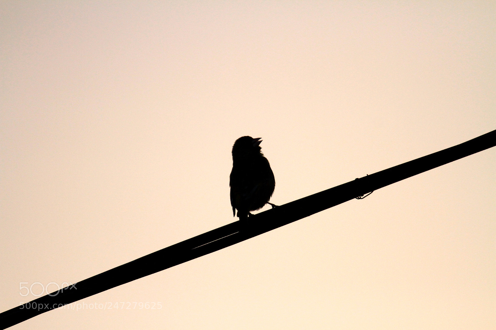 Canon EOS 7D sample photo. Singer photography