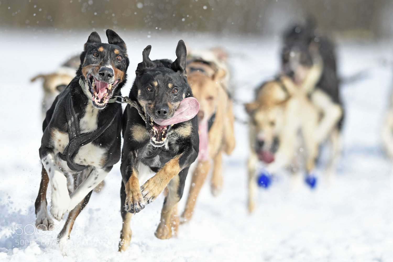 Nikon D500 sample photo. Sled dog photography