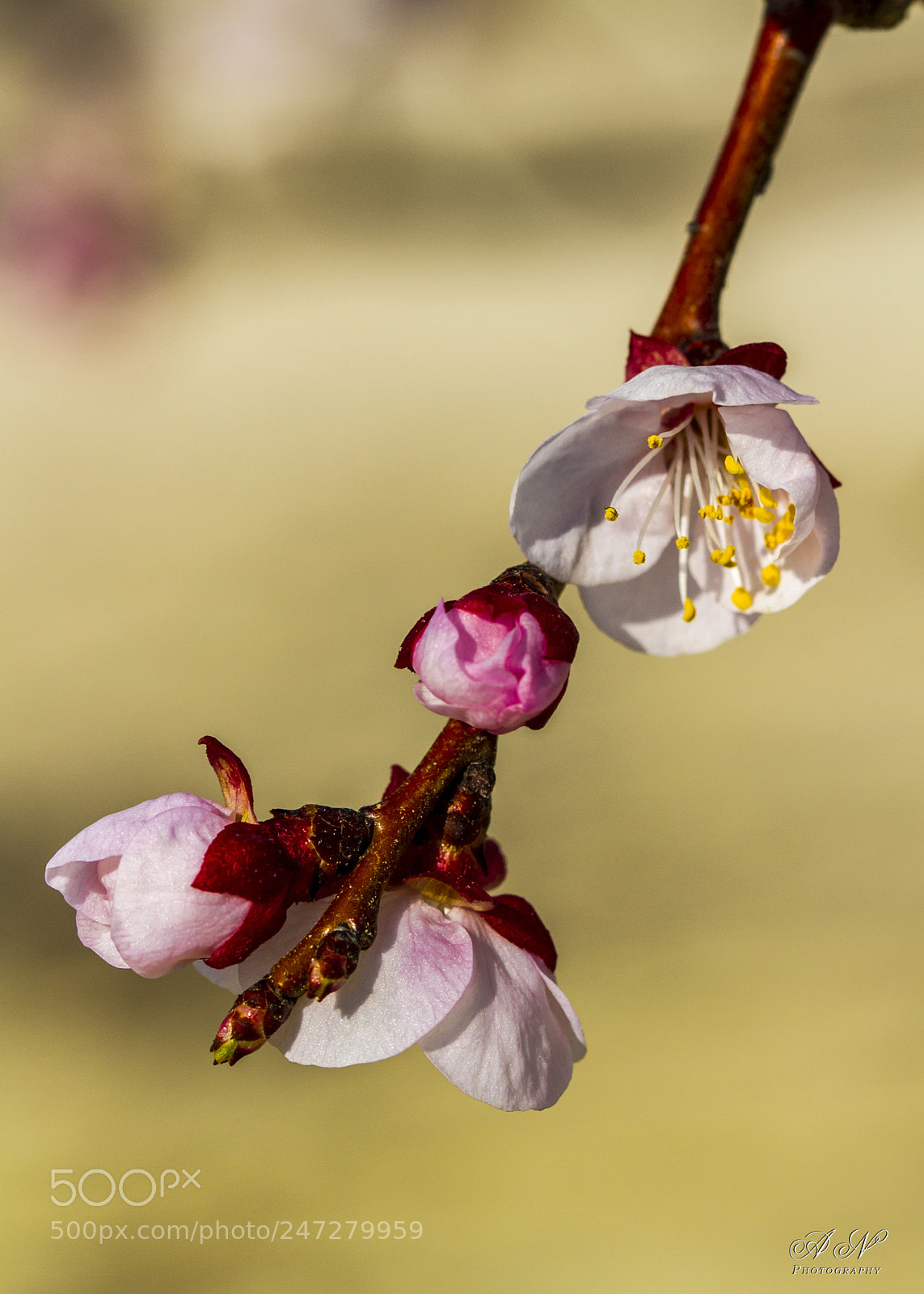 Canon EOS 7D sample photo. Flor del melocotonero photography