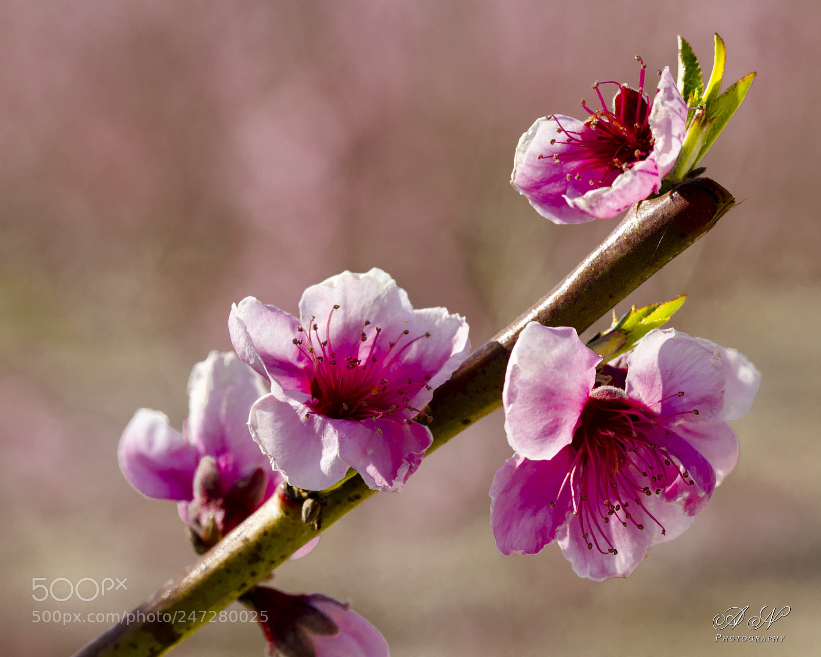 Canon EOS 7D sample photo. Flor del melocotonero photography