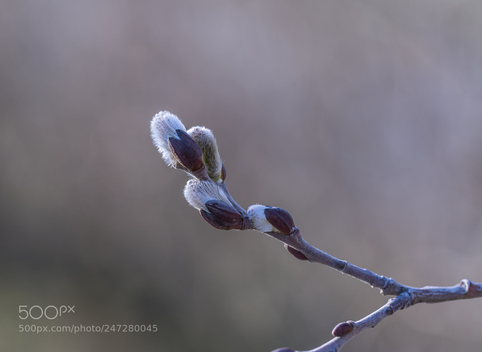 Nikon D7100 sample photo. Spring photography