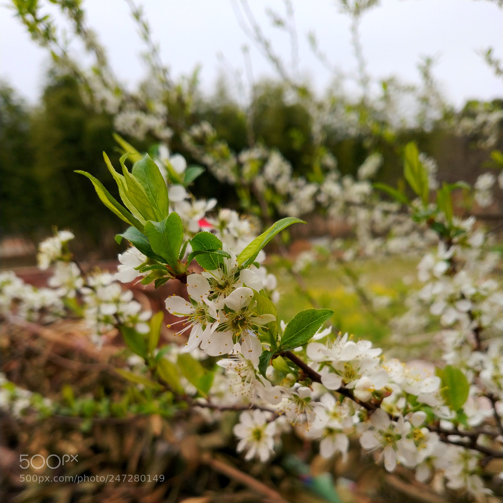 Xiaomi MIX 2 sample photo. Untitled photography