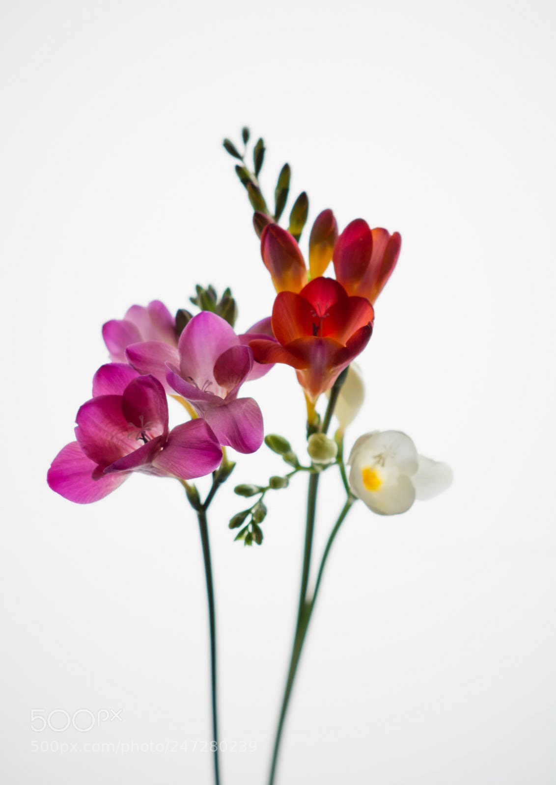 Nikon D5200 sample photo. Delicate photography