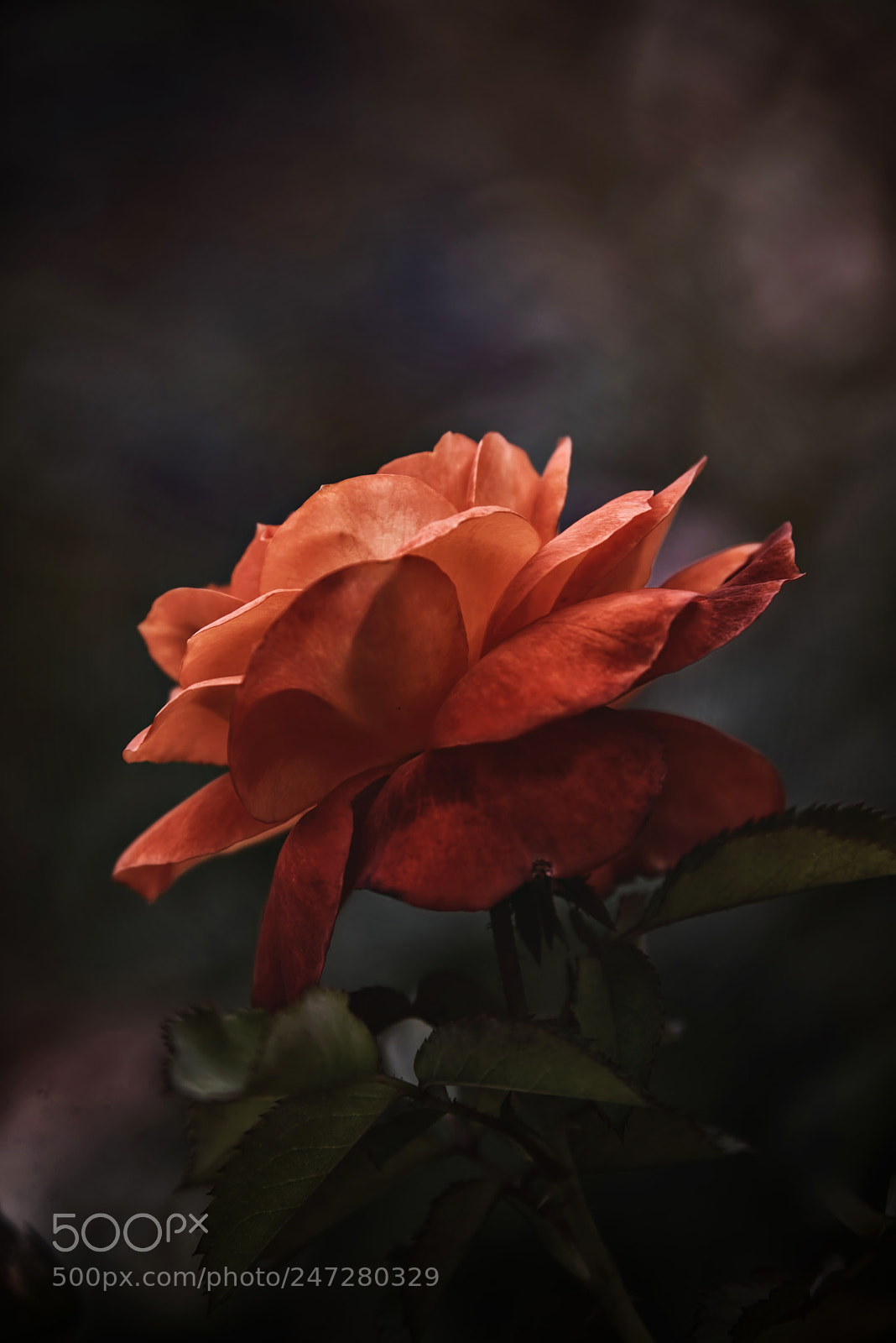 Nikon D800E sample photo. If you forget me photography