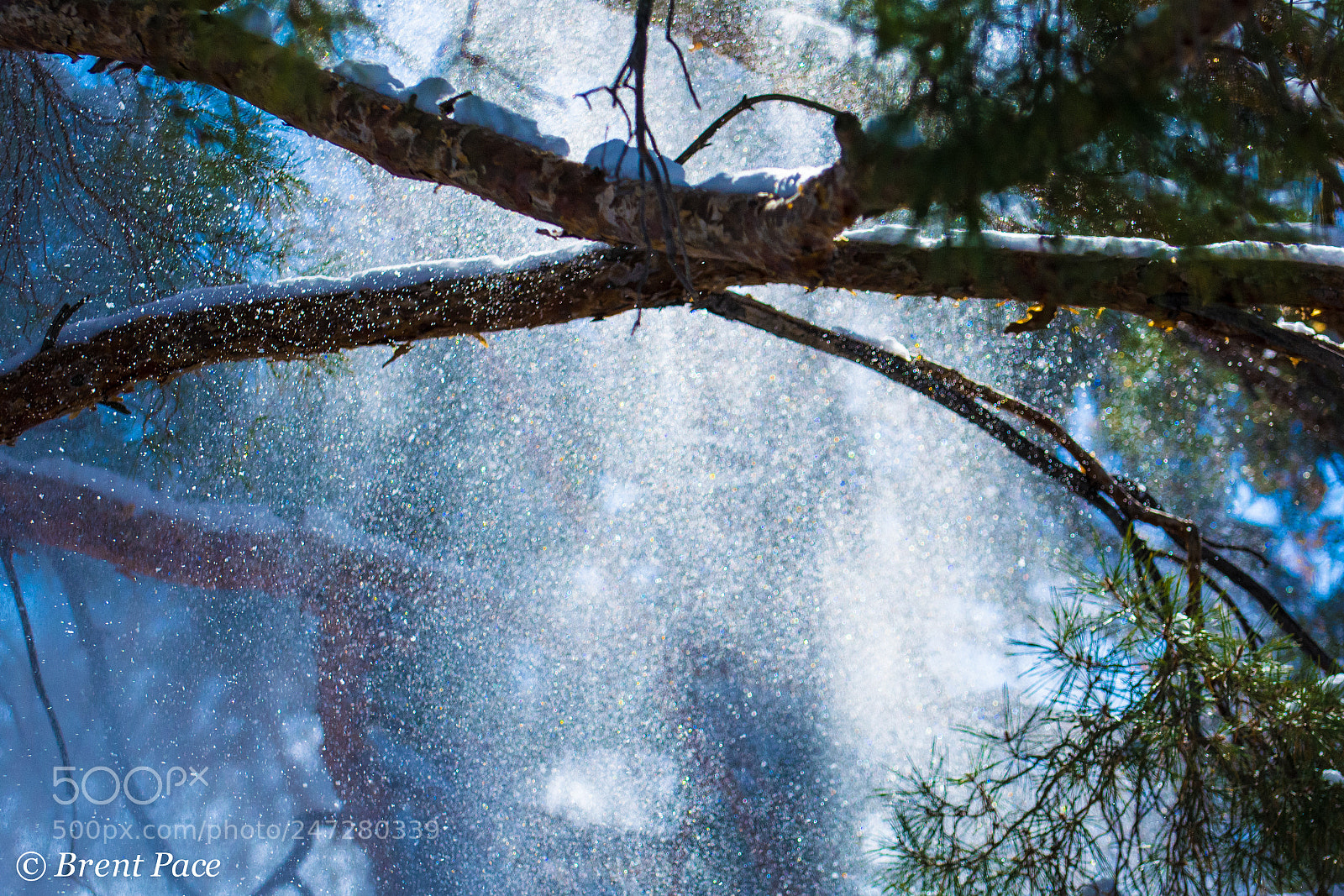 Nikon D7100 sample photo. Snow falling through pines photography
