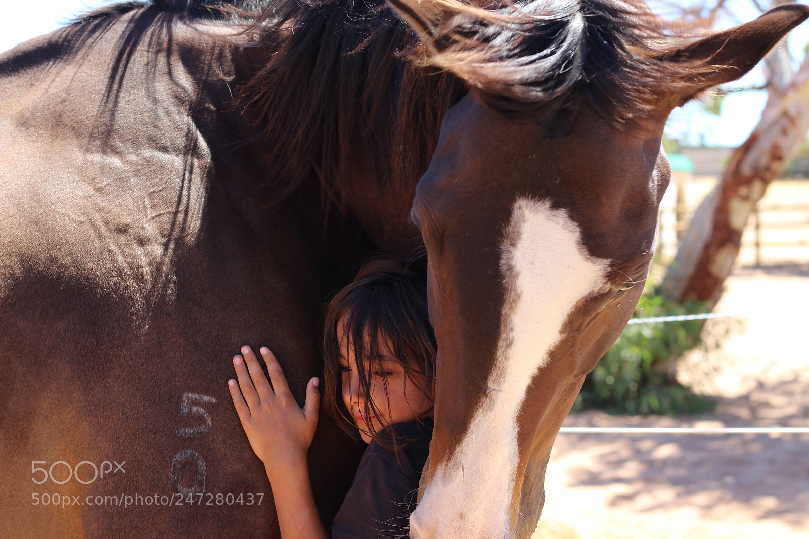 Canon EOS 1300D (EOS Rebel T6 / EOS Kiss X80) sample photo. Horse love photography
