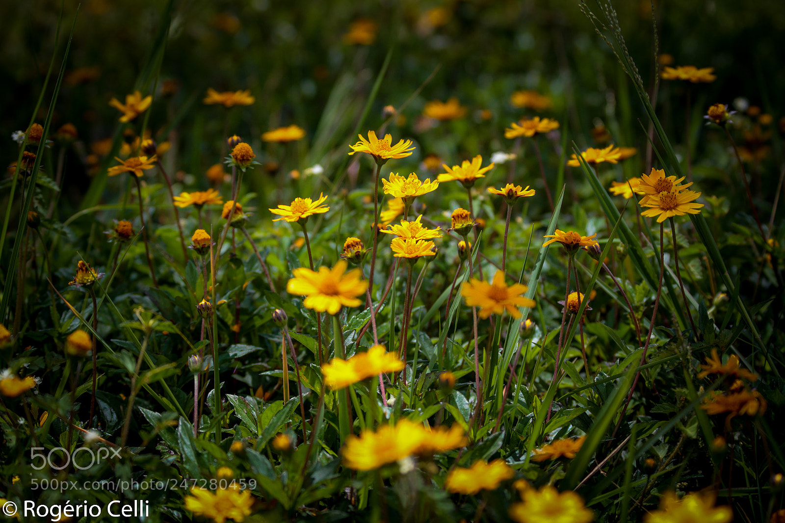 Canon EOS 7D sample photo. Field of flowers photography