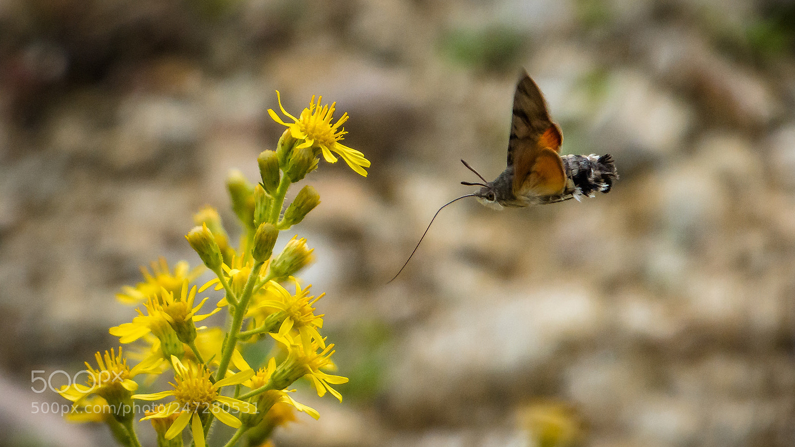 Panasonic DMC-FZ72 sample photo. Insecto colibri photography