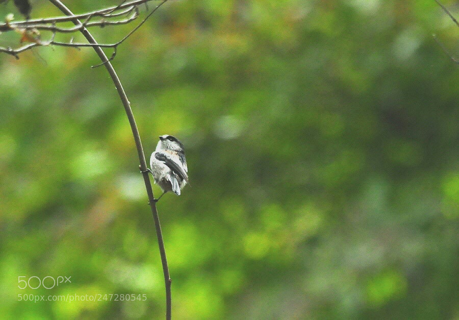 Nikon D90 sample photo. With the cords of photography