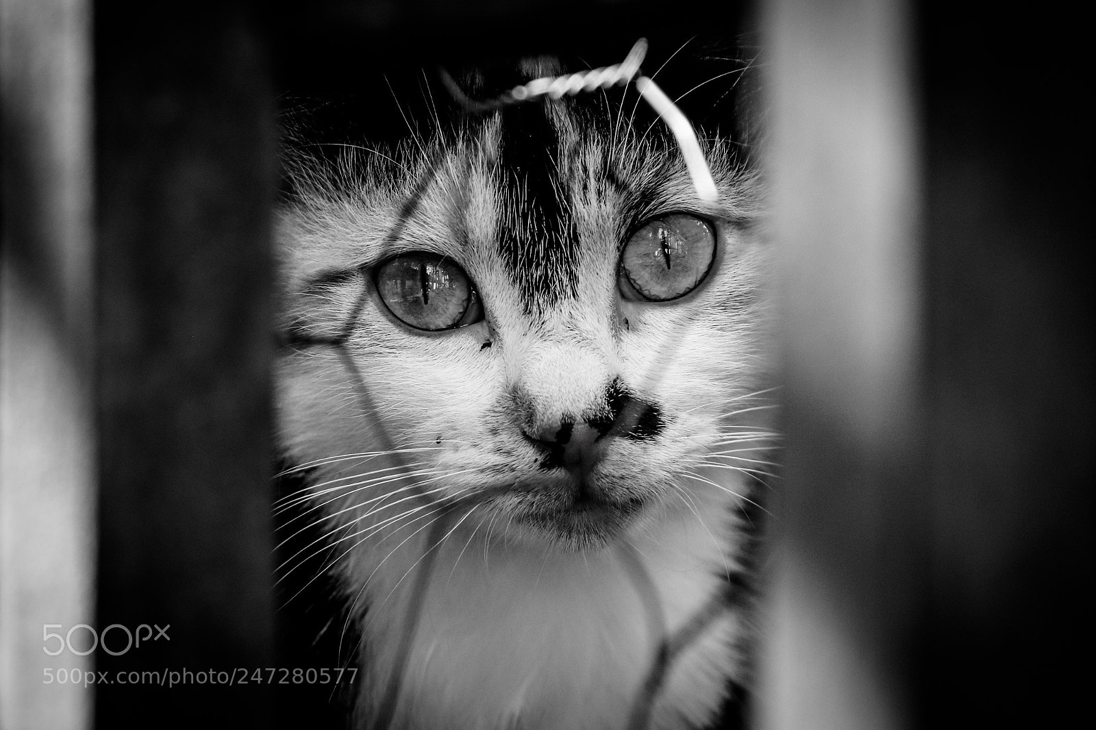 Canon EOS 7D Mark II sample photo. Behind the fence photography