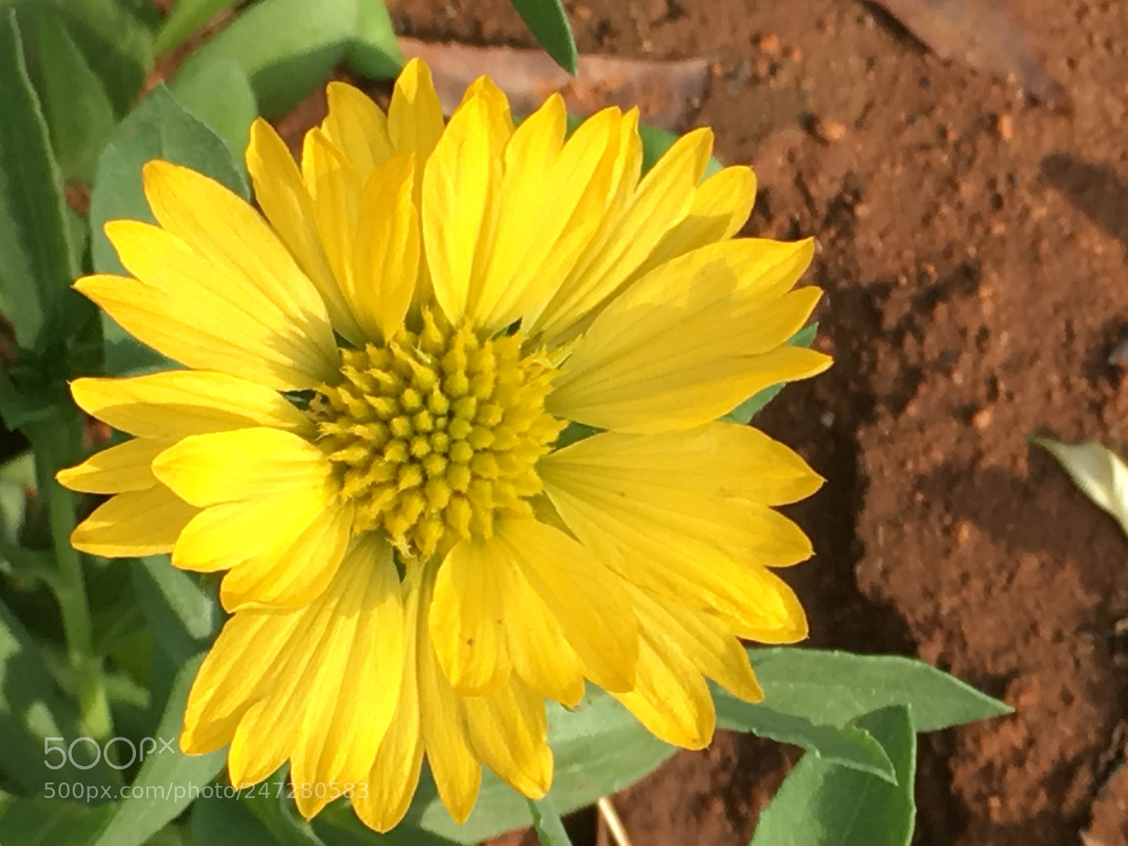 Apple iPhone SE sample photo. Garden photography photography