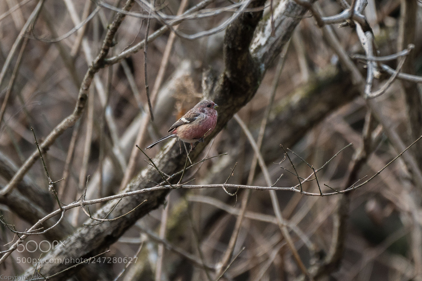 Sony a6500 sample photo. Long-tailed rosefinch photography
