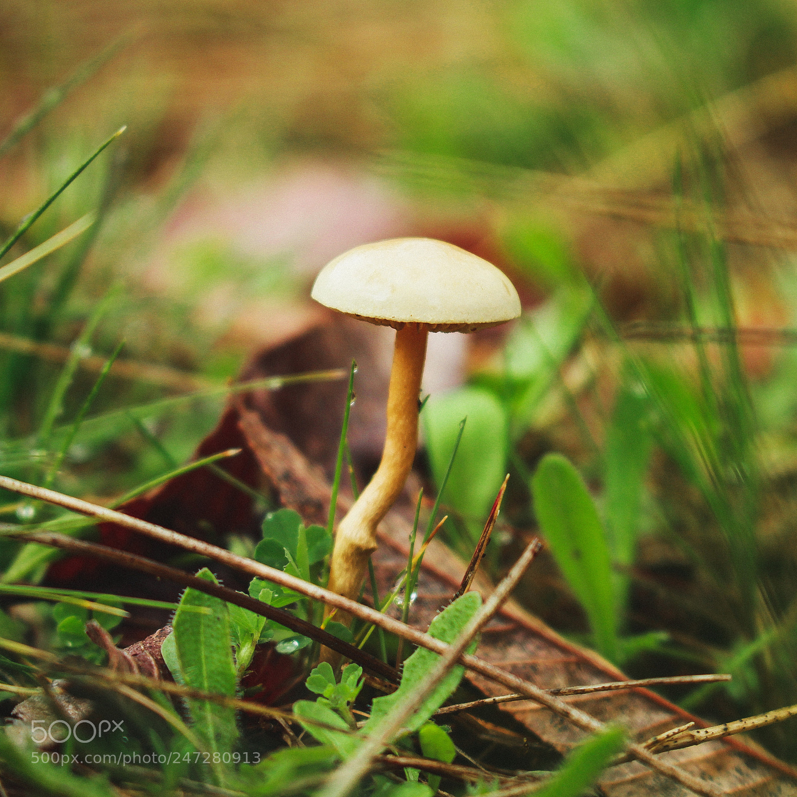 Canon EOS 700D (EOS Rebel T5i / EOS Kiss X7i) sample photo. Little fungi photography