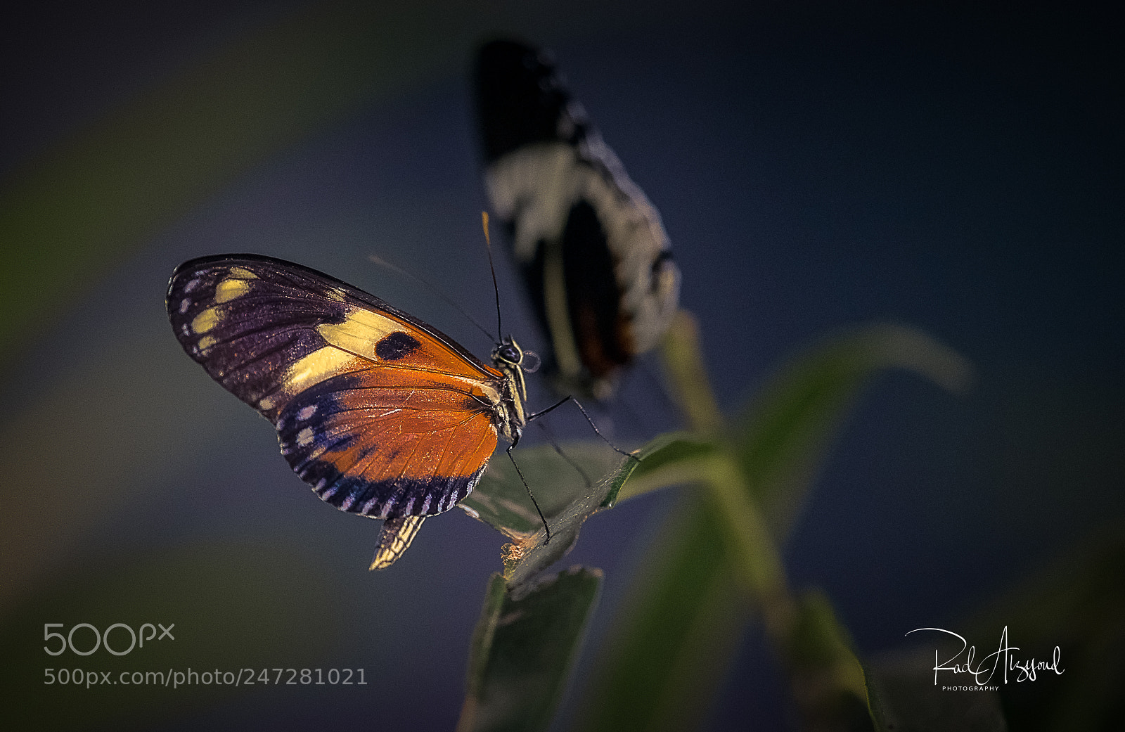 Nikon D850 sample photo. Butterfly photography
