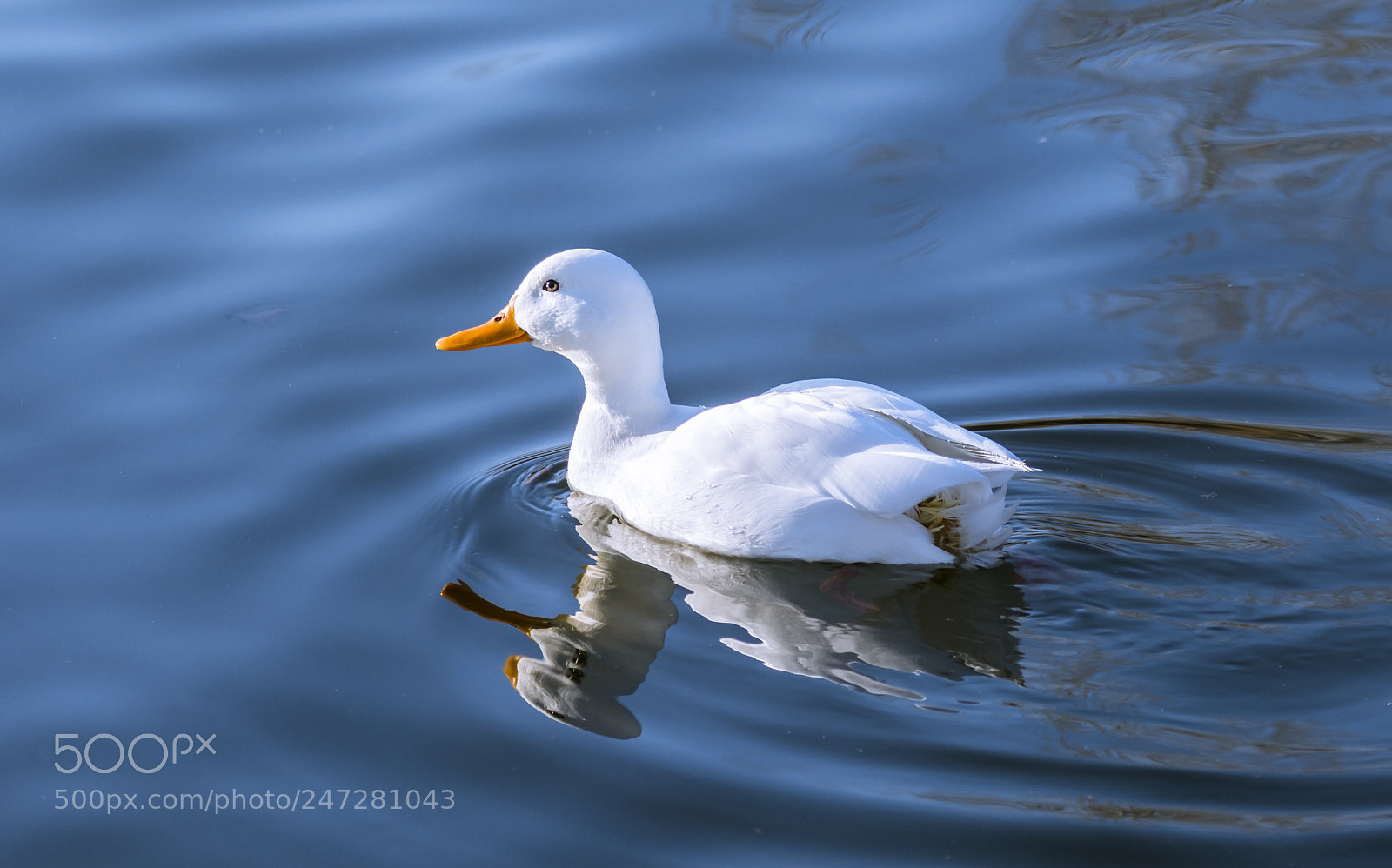 Nikon D7100 sample photo. Duck photography