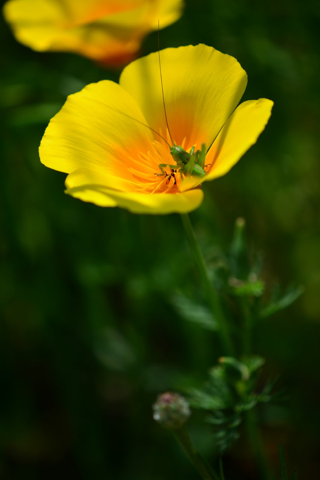 Nikon AF-S DX Micro-Nikkor 85mm F3.5G ED VR sample photo. Guest photography