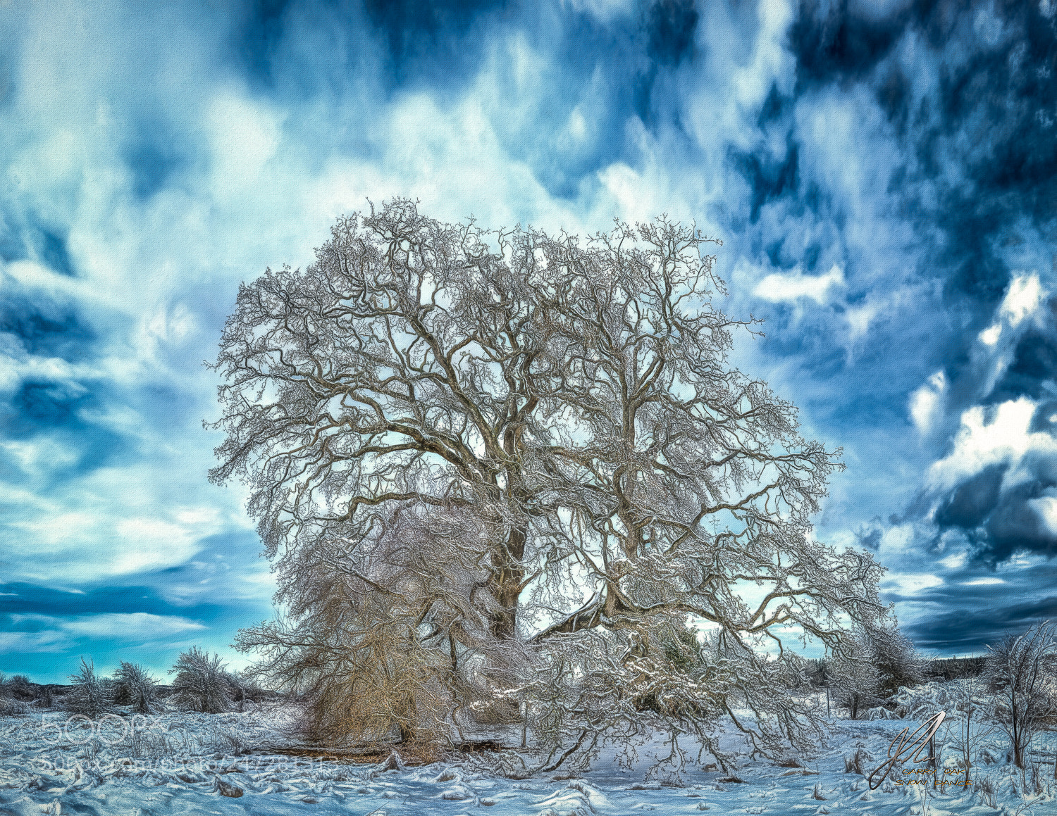 Fujifilm X-T20 sample photo. Garry oak snow dance photography