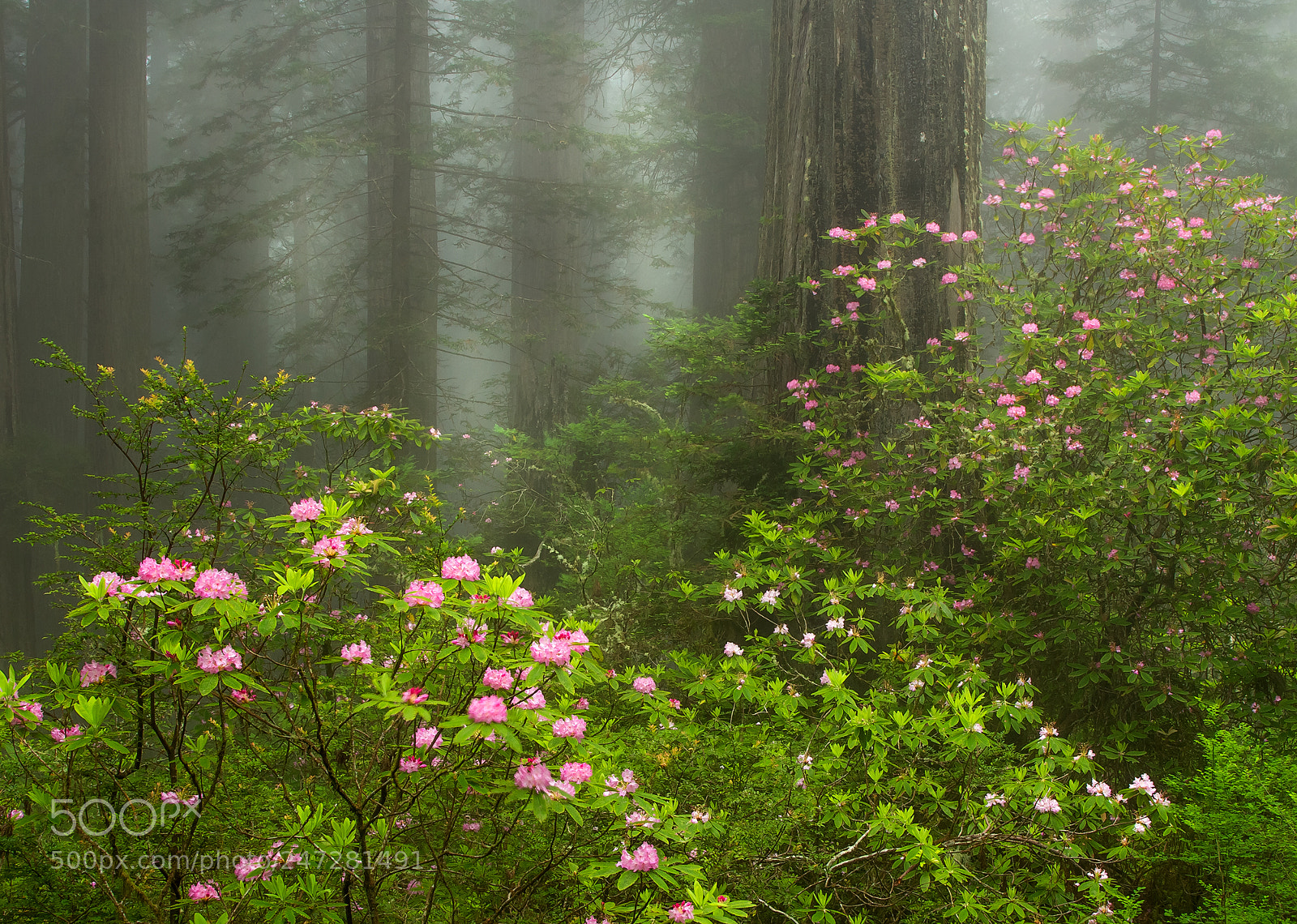 Canon EOS 60D sample photo. Rhododendrons in the redwoods photography