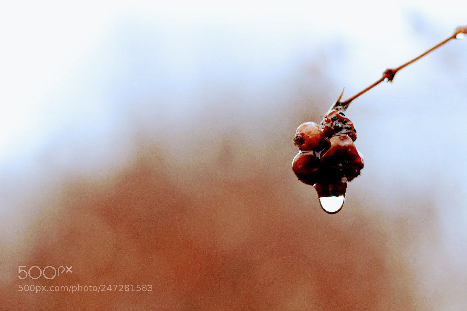 Canon EOS 1300D (EOS Rebel T6 / EOS Kiss X80) sample photo. Raindrop on frozen berries photography