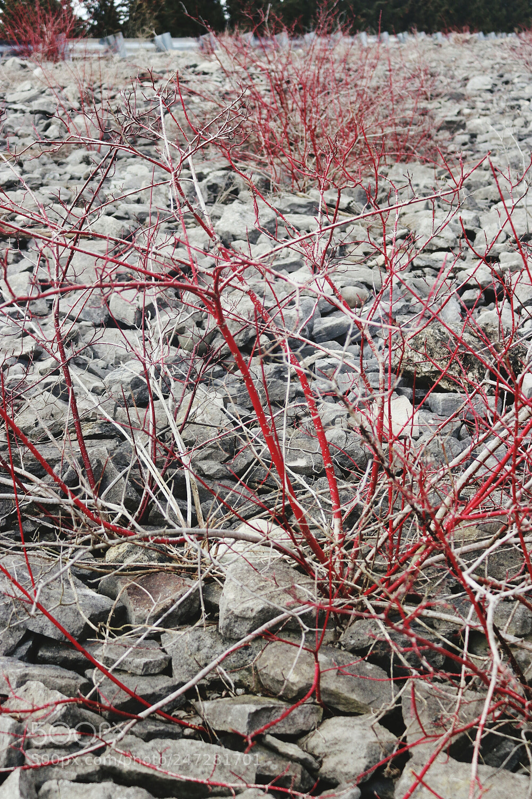 Canon EOS 80D sample photo. Red plants in mountain photography