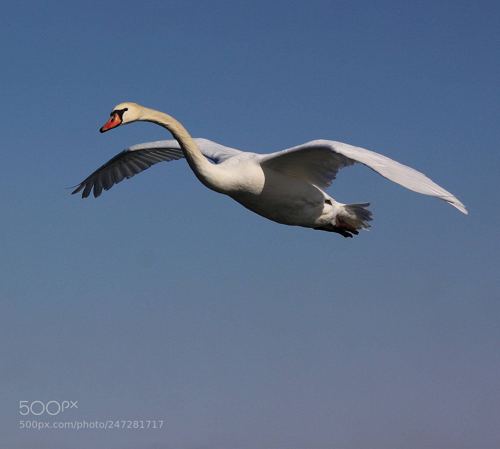 Canon EOS 500D (EOS Rebel T1i / EOS Kiss X3) sample photo. Mute swan photography